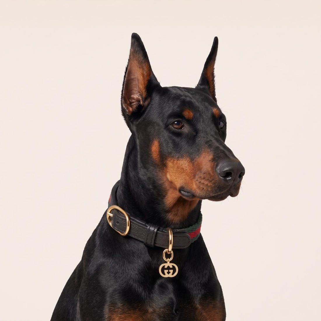 Collar rojo y verde con cuero negro – personalizado para tu mascota