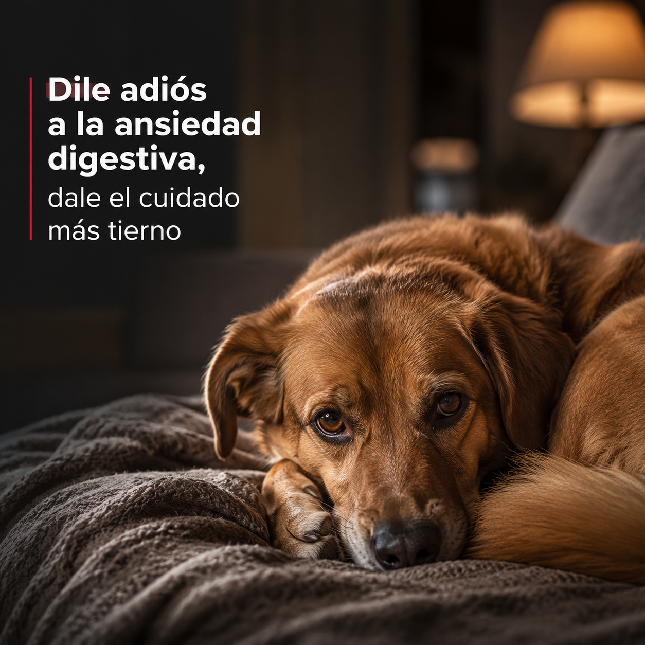 Maxi Dog Adulto – Alimento Balanceado para Perros Adultos, Nutrición Completa y Equilibrada, para Todas las Razas
