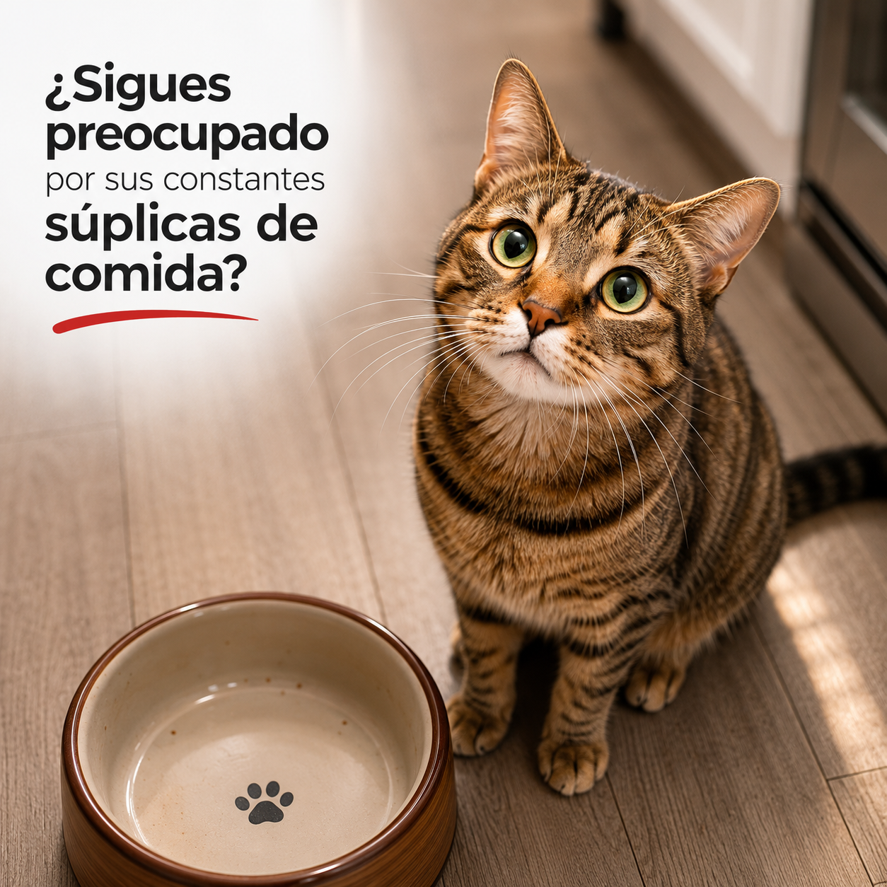 Super Gato Premium Alimento Balanceado para Gatos – Nutrición Completa y Equilibrada, Disponible en 500g y 1.5kg, para Gatos Adultos de Todas las Razas