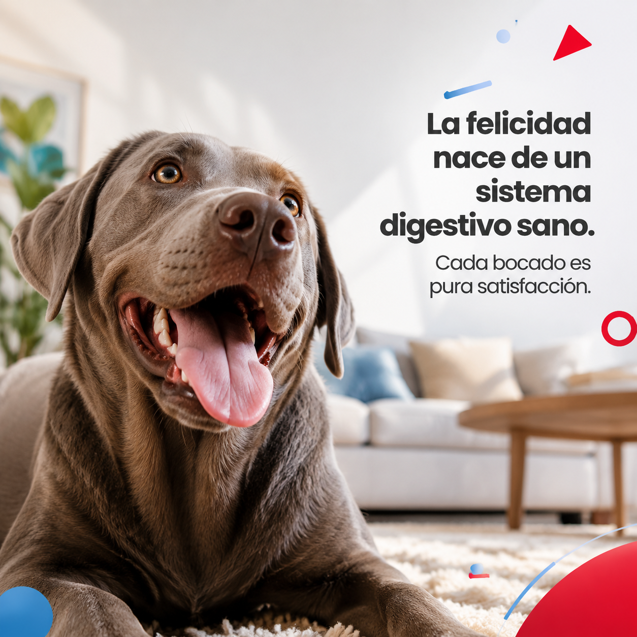 Super Perro Chicken Delight – Alimento Húmedo para Perros en Pouch, Sabor a Pollo, Trozos Tiernos en Salsa, Nutrición Completa