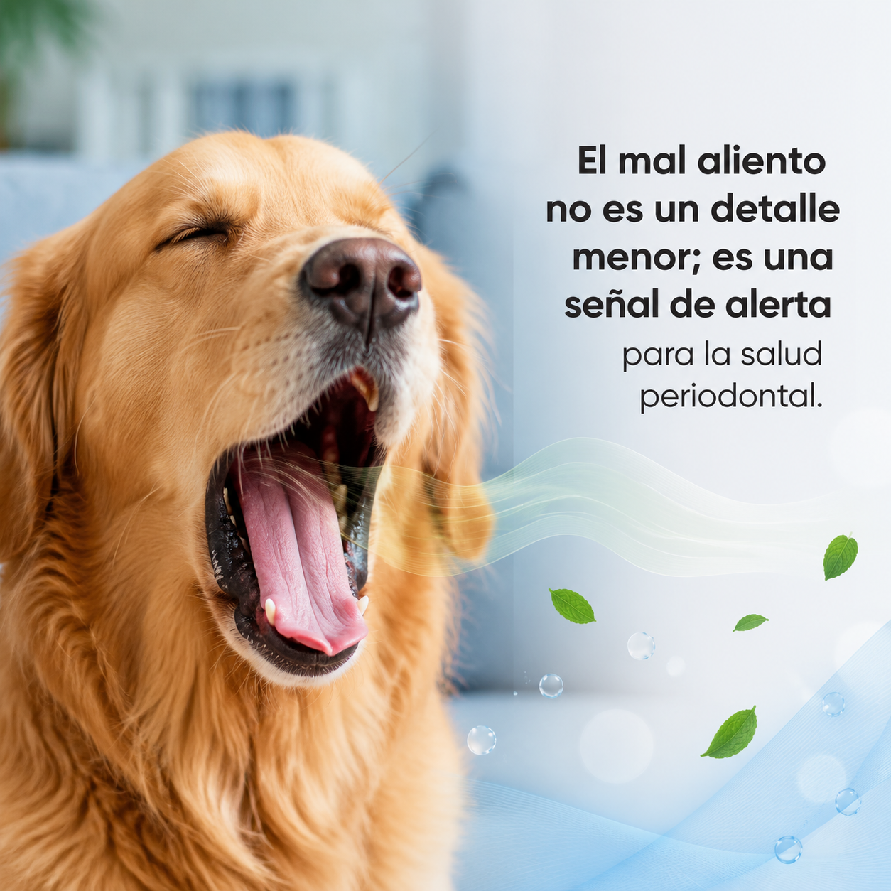 Crupis Cuidado Dental Bocadillos para Perro – Super Perro Dental Care Fresh Breath, Snacks con Textura Crujiente, Ayudan a Limpiar los Dientes y Refrescar el Aliento